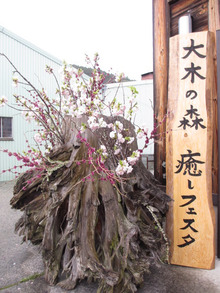 奈良　吉野銘木の家　梅ちゃんのブログ